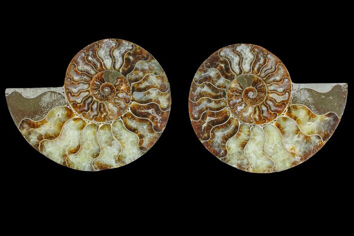 Agate Replaced Ammonite Fossil - Madagascar #166871
